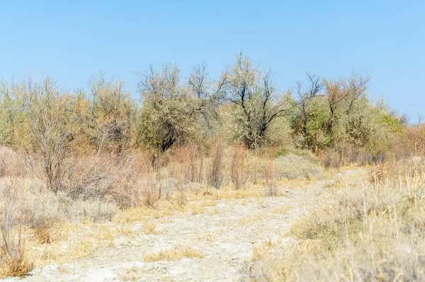 Sonbahar, Steppe. Çayırlar. Bu uçsuz bucaksız, kuru çayırlarda altın sonbahar renklerinin huzur veren güzelliğinin tadını çıkarıyorum.