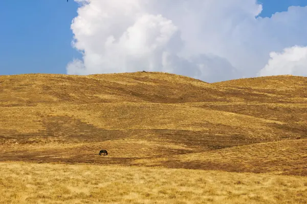 Steppe, Prairie, sade, pampa. Bu güçlü ama nazik yaratıkların ruhani güzelliğine tanık olun. Rüzgarın ritmine göre sallanıyorlar. Engin günbatımı gökyüzünün altında zarif bir şekilde otluyorlar.,