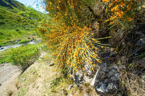 Ephedra distachya Efedra ya da Eklem Çamı olarak da bilinir. Genellikle tıbbi özelliklerinden dolayı geleneksel tıpta kullanılır. Vücut üzerinde uyarıcı etkisi olan efedrin alkaloidleri içerir..