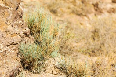 steppe Medicinal herb Ephedra, Discover the benefits of ephedra for medical purposes. Learn about the healing properties of this steppe herb. Find out how to include ephedra in your diet. clipart