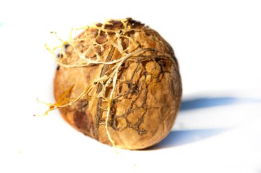 Ceviz. Her zaman siyah ceviz yiyebilirim, haftanın tadı değil.!