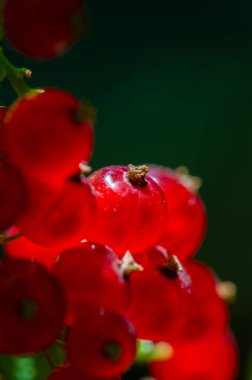 Frenk üzümlerinin canlı renklerini güzelce yakalamak dram için çarpıcı bir arka plan etkisi yaratır. Kızılgerdanlıkların doğal güzelliğini ve dokusunu gösterir.