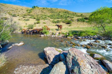 Bir nehir peyzaj boyunca akar. Atlar bir dereden huzur içinde su içiyorlar. Doğanın güzelliği göz açıp kapayıncaya kadar yakalanır..