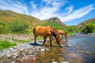 Akan bir nehirden su içen bir at sürüsü. Doğa iş başında: hayvanlar susuzluğunuzu giderir. Vahşi yaşamın güzel manzaraları çevreyle etkileşim halindedir.
