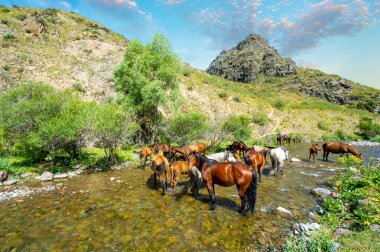 Atlar susuzluklarını gidermek için nehir kıyısında toplanırlar. Güçlü vücutları içtikleri gibi suya da yansıyor. Nehre sıçrayan toynakların sesi havayı dolduruyor..
