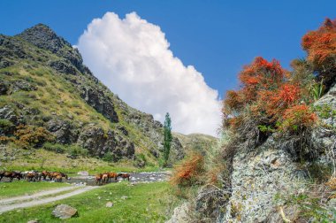 Ephedra distachya Avrasya ve Kuzey Afrika 'nın yerlisi. Uyarıcı özellikleri için geleneksel tıpta kullanılır. Efedrin içeriyor. Bileşik sağlık için tehlikeli olabilir..