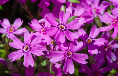 Phlox subulate Phlox creeping, mossy, pink moss, pink rock. A low plant that forms bryophyte rugs with pink flowers, together forming a solid carpet of flowers.