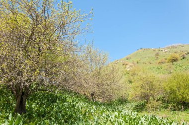 İlkbahar dağlarda Dağların ihtişamı tüm yıl boyunca sihirlidir. İlkbaharda çiçek açan bahar mevsiminde yemyeşil patikalar sonbaharda alevli yapraklar ve karla kaplı zirveler.