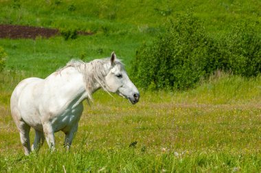 Saflığı ve özgürlüğü sembolize ediyor. Zarafet ve zarafeti temsil ediyor. Genellikle barış ve sükunetle ilişkilendirilir. Tarih boyunca sanat ve edebiyatta yaygın bir motif.