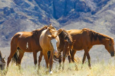 Atlar doğal ortamlarında huzur içinde otlarlar. Delta nehrinin güzel manzarası ve kayalık arka plan. Doğa ve vahşi yaşamın ahenkli bir görüntüsü..