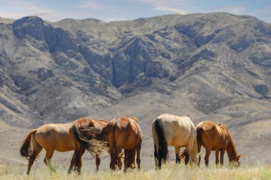 Nehir deltasında otlayan atların manzarası. Atlar doğal ortamlarında özgürce dolaşırlar. Kayalık arazinin göz kamaştırıcı arka planı. Doğa aşıkları ve fotoğrafçılar için huzurlu bir ortam..
