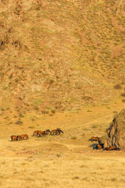 Atların doğal ortamdaki güzel görüntüleri. Dağların ardında muhteşem bir günbatımı arka planı var. Özgürlüğün ve doğanın özünü taşır. Hayvanlar için ideal.