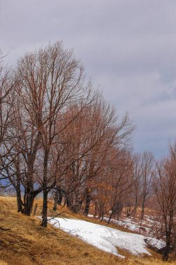 Sarı alanlar beyaz karla tezat oluşturarak baharın gelişini işaret ediyor. Ağaçlar kışın son kalıntılarından korunmak için çırılçıplak duruyor. Kurumuş çimenler mevsimlerin değiştiğini gösterir..