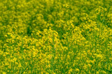 Kolza tohumu çok kullanışlı bir üründür. Mükemmel bir sebze yağı ve protein unu kaynağıdır. Sarı kanola tarlaları, büyüme mevsiminde güzel bir manzaradır..