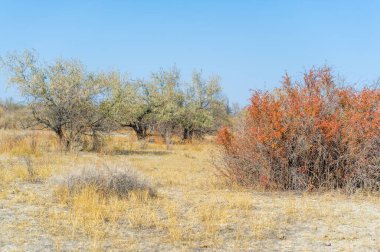 Sonbahar, Steppe. Çayırlar. Kurak çöl zeminine karşı alevli sonbahar renklerinin nefes kesici kontrastına tanık olun. Bu güzel çayır çalıları doğanın çarpıcı çeşitliliğinin bir göstergesidir..