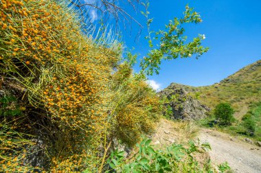 Ephedra distachya Efedra ya da Eklem Çamı olarak da bilinir. Genellikle tıbbi özelliklerinden dolayı geleneksel tıpta kullanılır. Vücut üzerinde uyarıcı etkisi olan efedrin alkaloidleri içerir..