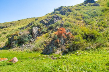 Ephedra distachya kilo vermek ve enerjiyi arttırmak için kullanılan geleneksel bir bitkisel ilaç. Yüksek tansiyon ve hızlı kalp atışı gibi potansiyel yan etkileri olabilir..