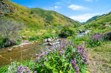 Stachys Macrantha (C. Koch) Stearn - Grandiflora Stachys Macrantha 'nın canlı mor çiçekleri ile süslenmiş sakin bir nehir, güneşle sırılsıklam olmuş kayalardan oluşan bir zemine nazikçe tünemiş.
