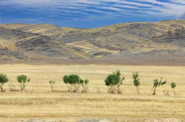Çayır, düz, çöl. Çöl hazinesinin engin çöl zeminine karşı bu yalnız ağaçla yalnızlıkta güzelliği keşfedin.
