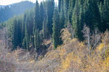 Sonbaharda Tien Shan 'ın nefes kesici manzarası. Canlı yapraklar ve yemyeşil çamlar doğanın renklerinden çarpıcı bir duvar halısı oluşturur. Yüksek dağlar dramatik bir zemin oluşturur.