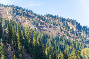 Sonbahar ormanı parlak renklerin çarpıcı bir görüntüsüdür. Doğanın güzelliği alevli kırmızılar altın sarıları ve kırsal portakallarla canlanır. Sonbaharda, dağlarda nefes kesici bir tuval bekliyor.