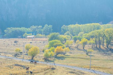 Tien Shan dağlarındaki sonbaharın çarpıcı güzelliğinin tadını çıkar. Rengarenk yapraklar ve yüksek tepeler büyülüyor seni. Kendinizi resim manzarasına daldırın. Doğa severler için ideal bir yer.