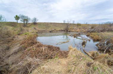 Kunduz Cenneti, zümrüt yeşilliğinin bulanık sularda dans ettiği gizli derinliklere inerek gizli bir bataklığın sırlarını açığa çıkarıyor. Gizemli Ekosistem Doğanın Gizemi