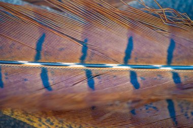 Doğanın güzelliği bir tüy sülününde yakalanır. Yaradılışın mucizelerini gösteren karmaşık detaylar. Zarafet ve zarafetin sembolü. Sanat ve tasarım için ideal..