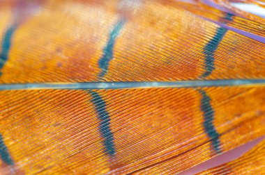 Sülün tüyü, dünya dışı güzelliğiyle büyülenir. Harika ve büyüleyici bir his uyandırıyor. Doğanın krallığı sülün tüyü sayesinde canlanır..