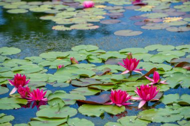 Lotus. Nelumbo. Nymphaeaceae. Nilüfer çiçeği. Suyun kucaklamasında dingin bir güzellik. Su Zambakları Çiçek Açar