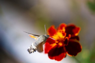 Renkli bir çiçeğin üzerine tünemiş vurucu bir şahin güvesi. Doğal Odaklanma, çarpıcı fotoğrafçılık yoluyla doğanın güzelliğini gözler önüne seriyor. İnce detaylar ve canlı renkler