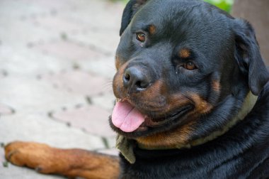 Korkusuz ve otoriter gardiyan sessizce güç hissi yayar Rottweiler yaşamının özünü somutlaştırır.