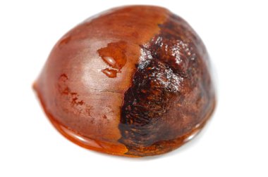 Kestane ağacının karmaşık detaylarının çarpıcı makro çekimi. Kusursuz beyaz bir arka planda mühürlenmiş zarif bir tabiat örneği. Doğanın güzelliğini ve güzelliğini yakından tecrübe et..