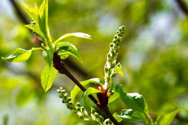 Baharın erken saatlerinde doğanın güzelliğini kiraz ağaçlarının narin çiçekleriyle kutlayın. Çiçek tomurcukları yemyeşil yapraklar arasında açarken büyüme ve yenilenme vaadini tecrübe edin..