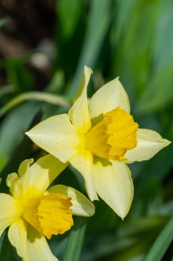 Çiçek açmış sarı nergislerin canlı renklerinin tadını çıkar. Baharın yenilenmesine ve tazeliğine tanık olun. Doğanın büyüme ve yeniden doğuş döngüsünün güzelliğini tecrübe edin..