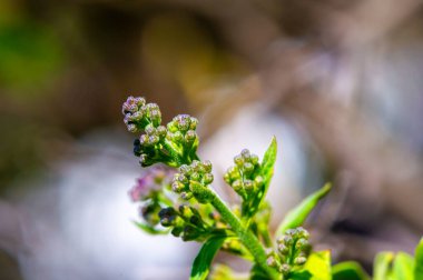 Büyüleyici leylak tomurcuklarımızla doğanın güzelliğini hisset. Bu tomurcukların gözlerinin önünde nefes kesici çiçeklere dönüşmesini izle. Mucize tarafından büyülenmeye hazır ol.