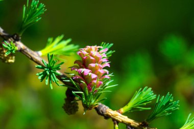 Çam ağaçlarının dallarındaki parlak pembe kozalakların çarpıcı güzelliği. Baharın gelişini bu nadir ve canlı doğa olayıyla kutlayın..