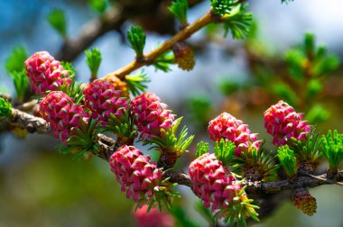 Parlak pembe bir karaçam konisi bahar manzarasına renk katar. Parlak bir tarla konisiyle süslenmiş bir çam dalı doğanın güzelliğini ortaya çıkarır.