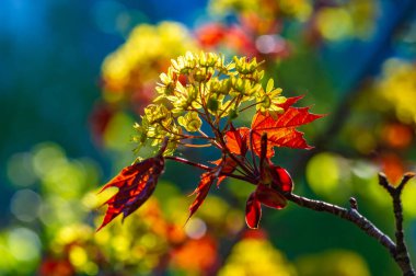 Kırmızı Akçaağaç, parlak kırmızı yapraklı hızlı büyüyen bir ağaç. Çeşitli toprak koşullarına iyi uyum sağlar. Akçaağaç bu şekilde kırmızı akçaağaç özsuyundan yapılabilir..