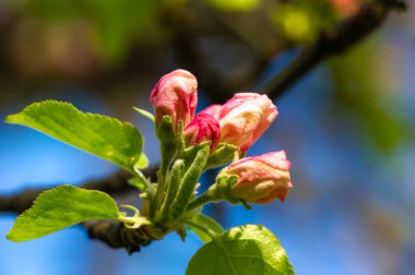 Pembe bir elma çiçeğinin göz kamaştırıcı yakın çekimi. Doğanın tasarımının karmaşık güzelliğini gösteriyor. Çiçeğin narin ve canlı renklerini çarpıcı detaylarıyla ortaya çıkarır..