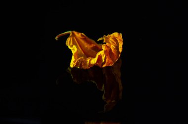 Kurumuş amber yaprağının parlak sarı rengi siyah arkaplanla çok güzel zıtlaşıyor. Kuru yaprak dokusu herhangi bir tasarım veya projeye eşsiz bir element ekler. Çarpıcı görsel kombinasyon