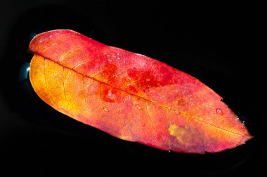 Parlak sonbahar renkleri koyu arkaplanla tezat oluşturur. Kırmızı Rowan yaprağı mevsimlerin değişimini sembolize eder. Basit ama çarpıcı bir görüntü, sonbahar temalı bir tasarım için mükemmel..