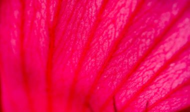 Hibiscus rosa-sinensis, Çin gülü. Hibiscus çiçek çayı birçok isimle bilinir ve hem sıcak hem de soğuk servis edilir. Bu içecek kırmızı rengi, tart tadı ve C vitamini içeriğiyle bilinir..