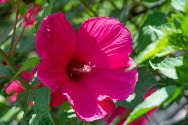 Hibiscus rosa-sinensis, Çin gülü. Hibiscus çiçek çayı birçok isimle bilinir ve hem sıcak hem de soğuk servis edilir. Bu içecek kırmızı rengi, tart tadı ve C vitamini içeriğiyle bilinir..