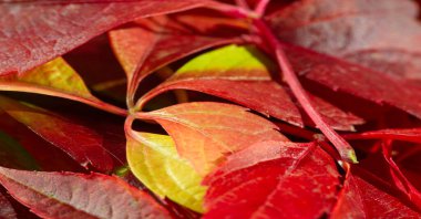 Beyaz arka planda sonbahar yaprakları sonbahar renkleri eğlencelidir. Çok parlak, zengin ve güzeller. Sanki doğa seni renklerle doldurmaya çalışıyor, daha erken depolamak için seni doyuruyor.