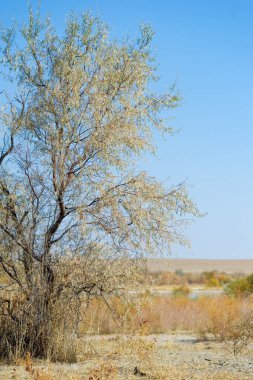 Sonbahar, Steppe. Çayırlar. Kendini bu nefes kesen Steppe manzarasının dinginliğine bırak, açık mavi gökyüzünün altında güneşten sırılsıklam olmuş uzun otlarla..