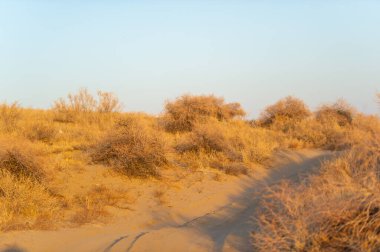 Sonbahar. Steppe. Gün batımı. Rüyalar altın gökyüzünden ve rüzgardaki kumdan yapılan nazik fısıltılardan oluşur. Bu sonbahar günbatımının sihrinde kendini kaybet resimli kum tepelerinde! Sonbahar Uyanışı