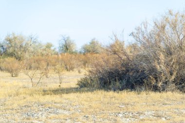 Sonbahar, Steppe. Çayırlar. Sonbahar bozkırlarının altın sarılışında huzur içinde duran yalnız bir ağaç sabırlı bir nöbetçi gibi duruyor, zamanın ve dayanıklılığın hikayelerini fısıldıyor. Doğanın Uyumu