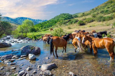 Atlar susuzluklarını gidermek için nehir kıyısında toplanırlar. Vahşi nehir sürüye ferahlatıcı bir su kaynağı sağlar. Her at sırayla serin, berrak dereden su içer..