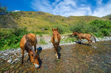 Atlar susuzluklarını gidermek için nehrin yanında toplandılar. Güzel doğa: atlar dereden su içer. Yarış Nehri vahşi yaşam için hayati bir su kaynağı görevi görüyor..